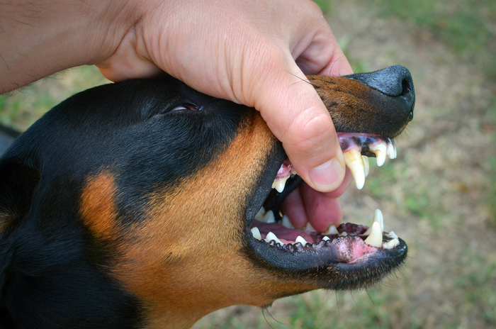checking dog's mouth for foreign objects