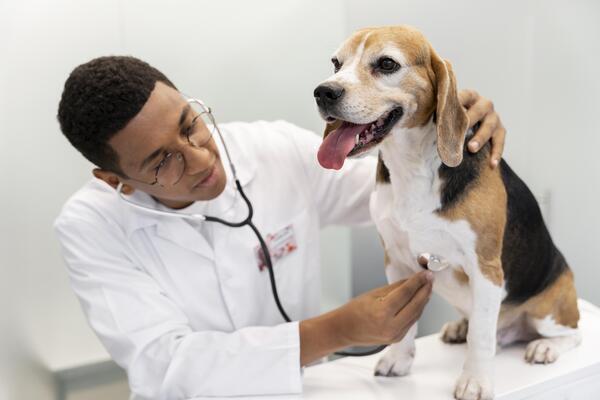 dog is being examined by a veterinarian